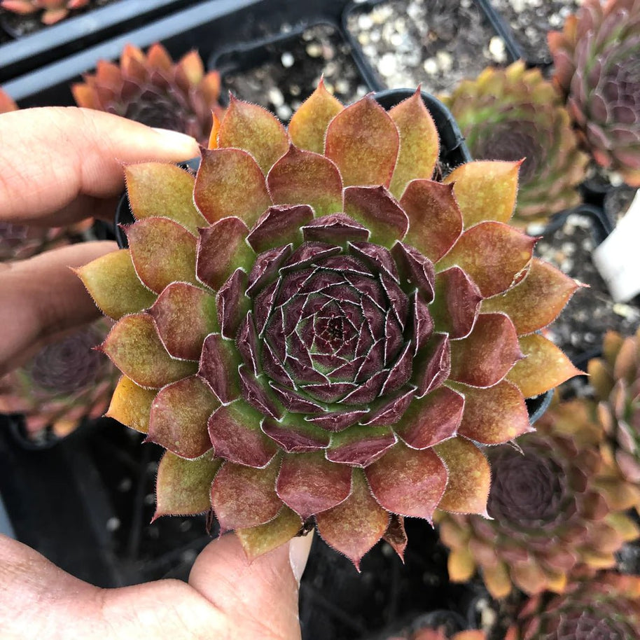 Sempervivum 'Gabrielle' - Sempervivum - Succulent - 