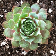 Sempervivum 'Gay Jester' - Sempervivum - Succulent - 