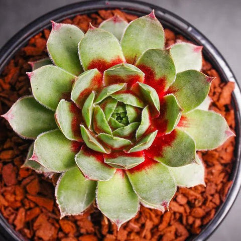 Sempervivum 'Gay Jester' - Sempervivum - Succulent - 