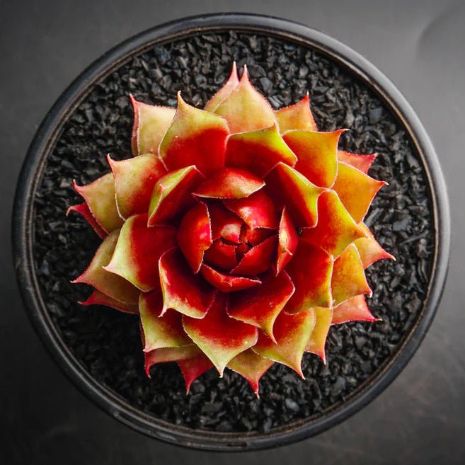 Sempervivum 'Gay Jester' - Sempervivum - Succulent - 