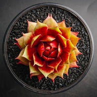 Sempervivum 'Gay Jester' - Sempervivum - Succulent - 