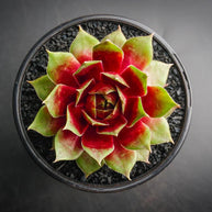 Sempervivum 'Gay Jester' - Sempervivum - Succulent - 