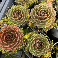 Sempervivum 'More Honey' - Sempervivum - Succulent - 