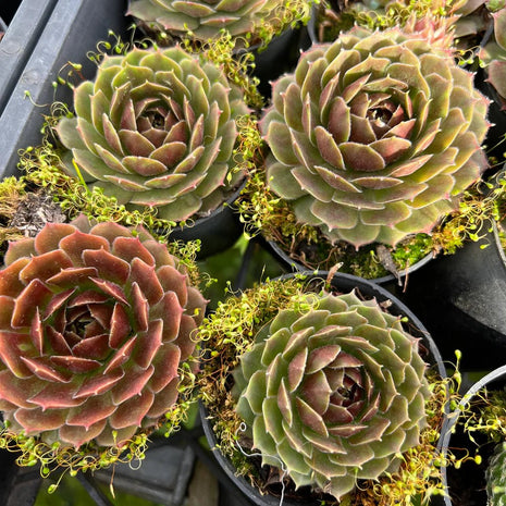 Sempervivum 'More Honey' - Sempervivum - Succulent - 
