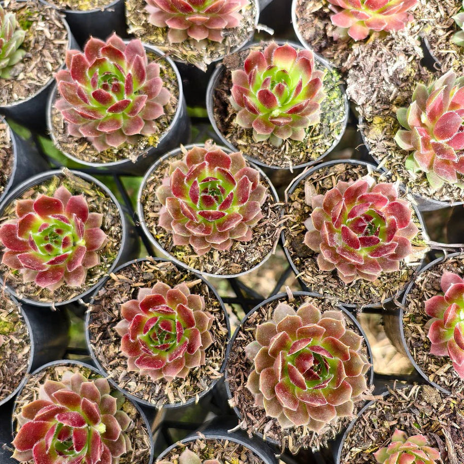 Sempervivum 'More Honey' - Sempervivum - Succulent - 