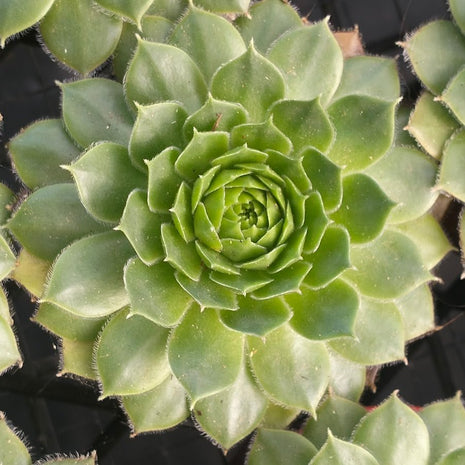 Sempervivum 'More Honey' - Sempervivum - Succulent - 
