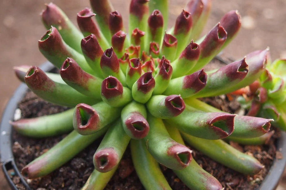 Sempervivum 'Oddity' - Sempervivum - Succulent - 