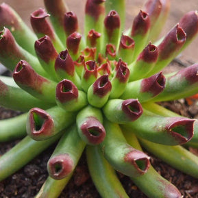 Sempervivum 'Oddity' - Sempervivum - Succulent - 