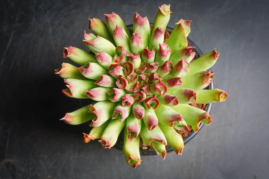 Sempervivum 'Oddity' - Sempervivum - Succulent - 