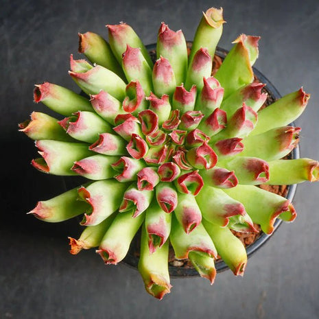 Sempervivum 'Oddity' - Sempervivum - Succulent - 