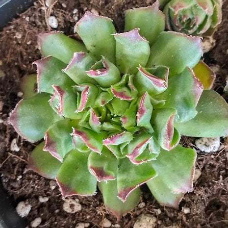 Sempervivum 'Oddity' - Sempervivum - Succulent - 