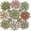 Easy-care, gift-ready succulents