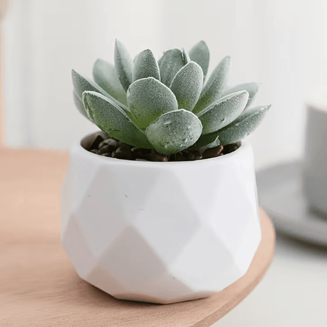 White Geometric Planter - Plastic - Plastic/resin - small - White